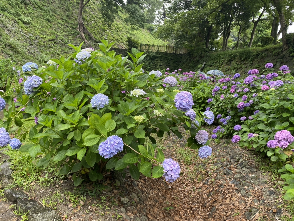 和歌山城の紫陽花